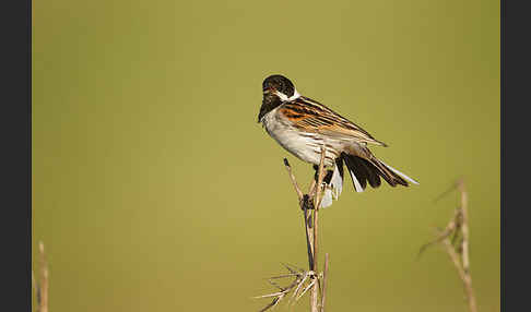 Rohrammer (Emberiza schoeniclus)