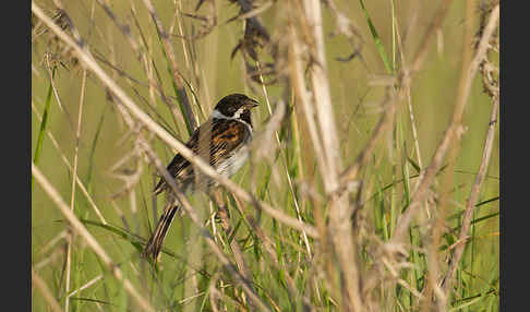 Rohrammer (Emberiza schoeniclus)