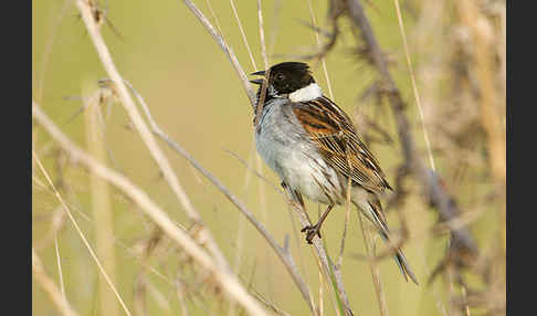 Rohrammer (Emberiza schoeniclus)