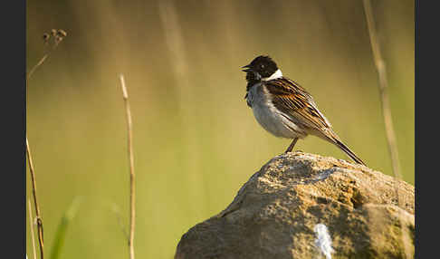 Rohrammer (Emberiza schoeniclus)