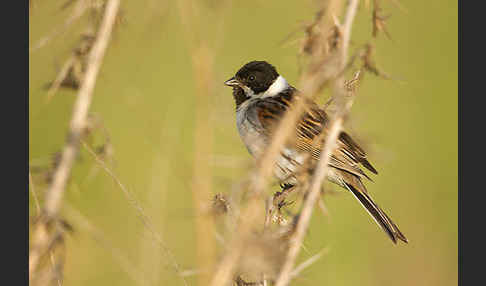 Rohrammer (Emberiza schoeniclus)