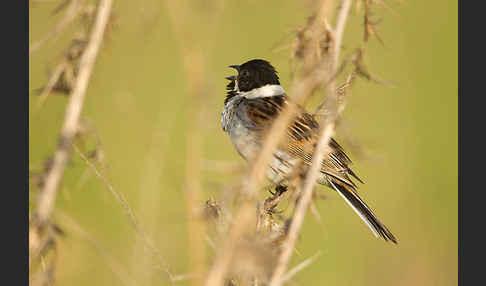 Rohrammer (Emberiza schoeniclus)