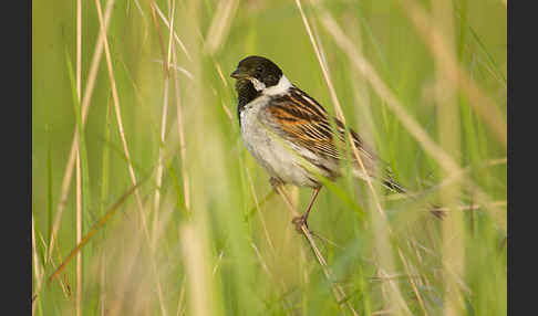 Rohrammer (Emberiza schoeniclus)