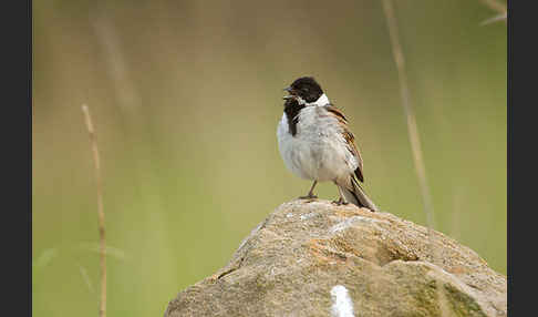 Rohrammer (Emberiza schoeniclus)