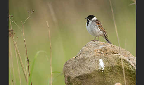 Rohrammer (Emberiza schoeniclus)