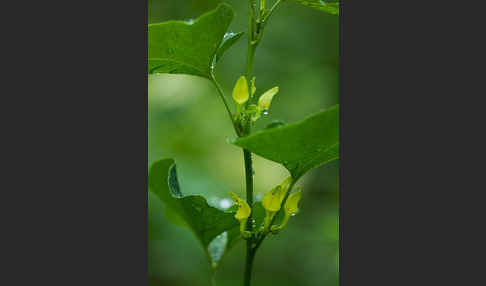 Gewöhnliche Osterluzei (Aristolochia clematitis)