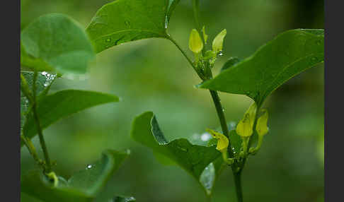 Gewöhnliche Osterluzei (Aristolochia clematitis)