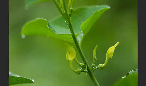 Gewöhnliche Osterluzei (Aristolochia clematitis)