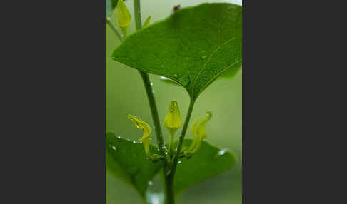 Gewöhnliche Osterluzei (Aristolochia clematitis)