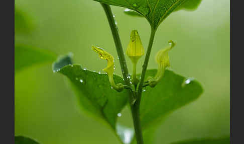 Gewöhnliche Osterluzei (Aristolochia clematitis)