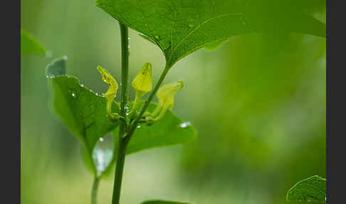 Gewöhnliche Osterluzei (Aristolochia clematitis)