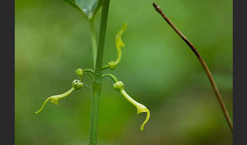 Gewöhnliche Osterluzei (Aristolochia clematitis)