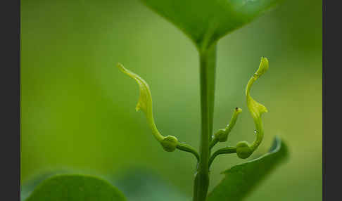 Gewöhnliche Osterluzei (Aristolochia clematitis)