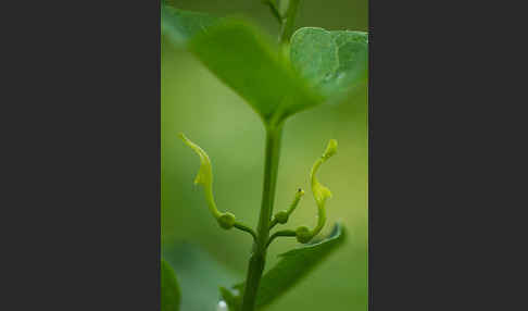 Gewöhnliche Osterluzei (Aristolochia clematitis)