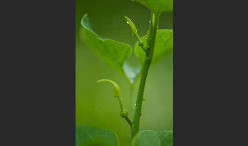 Gewöhnliche Osterluzei (Aristolochia clematitis)