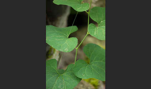 Gewöhnliche Osterluzei (Aristolochia clematitis)