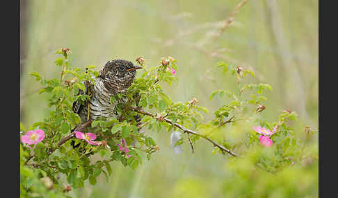 Kuckuck (Cuculus canorus)