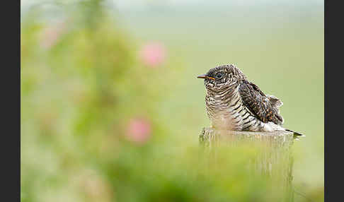 Kuckuck (Cuculus canorus)