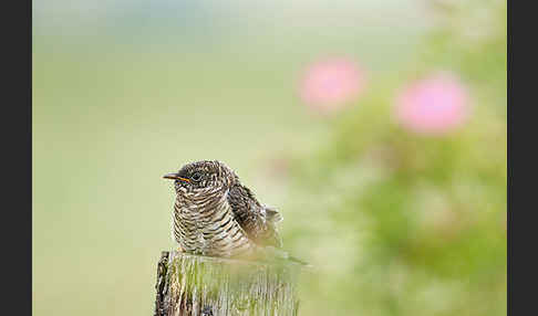 Kuckuck (Cuculus canorus)