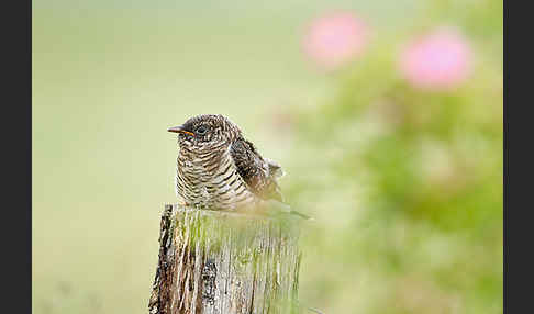 Kuckuck (Cuculus canorus)