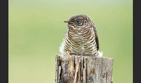 Kuckuck (Cuculus canorus)