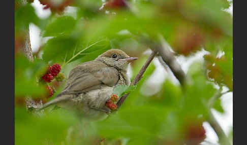 Mönchsgrasmücke (Sylvia atricapilla)