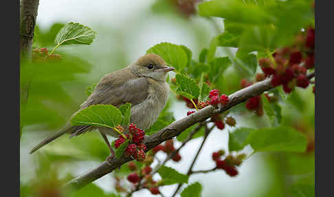 Mönchsgrasmücke (Sylvia atricapilla)