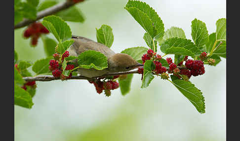 Mönchsgrasmücke (Sylvia atricapilla)