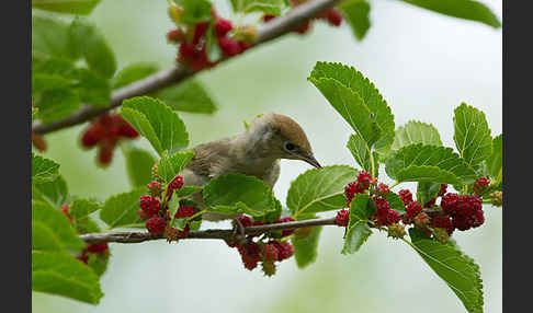 Mönchsgrasmücke (Sylvia atricapilla)