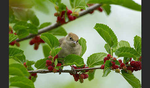 Mönchsgrasmücke (Sylvia atricapilla)