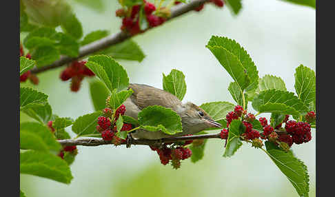 Mönchsgrasmücke (Sylvia atricapilla)