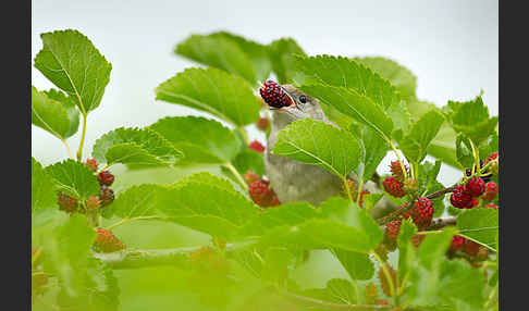 Mönchsgrasmücke (Sylvia atricapilla)