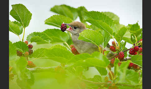 Mönchsgrasmücke (Sylvia atricapilla)