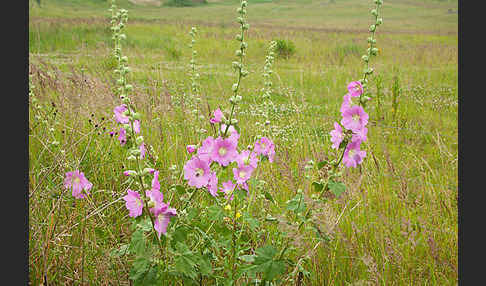 Stockrose spec. (Alcea heldreichii)