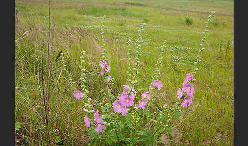 Stockrose spec. (Alcea heldreichii)