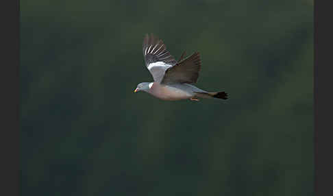 Ringeltaube (Columba palumbus)