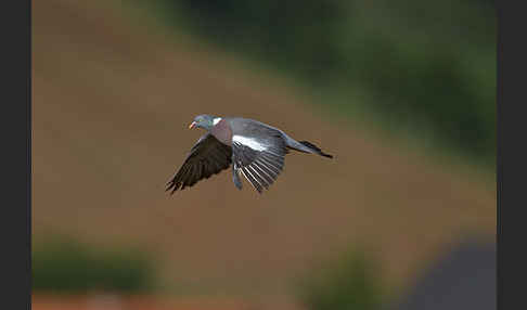 Ringeltaube (Columba palumbus)