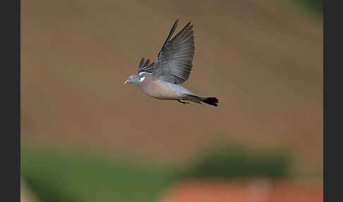 Ringeltaube (Columba palumbus)