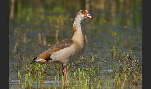 Nilgans (Alopochen aegyptiacus)