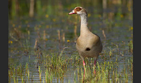 Nilgans (Alopochen aegyptiacus)