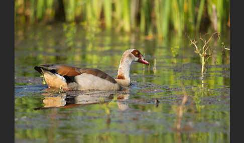 Nilgans (Alopochen aegyptiacus)