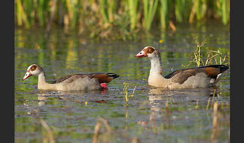 Nilgans (Alopochen aegyptiacus)