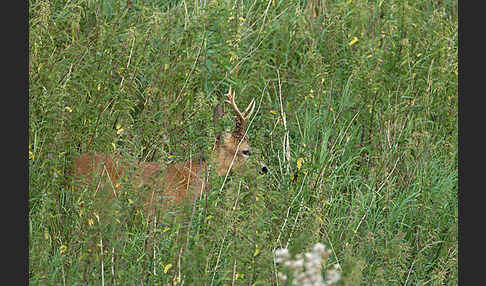 Rehwild (Capreolus capreolus)