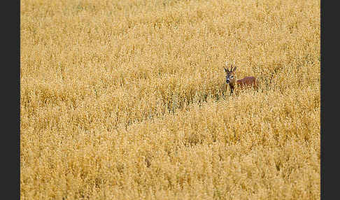 Rehwild (Capreolus capreolus)