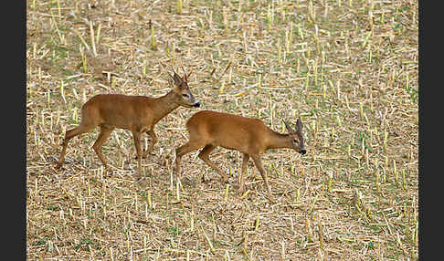 Rehwild (Capreolus capreolus)