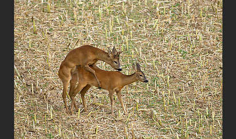 Rehwild (Capreolus capreolus)