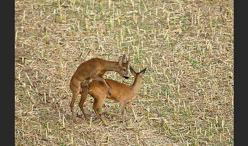 Rehwild (Capreolus capreolus)