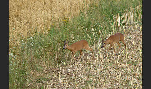 Rehwild (Capreolus capreolus)