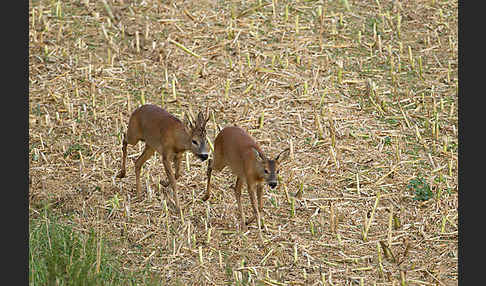 Rehwild (Capreolus capreolus)