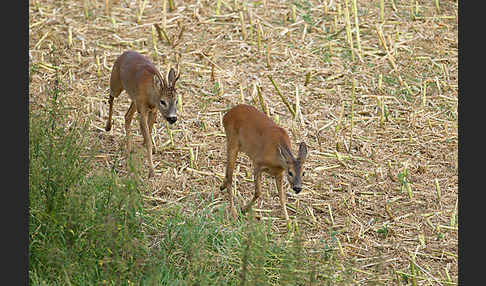 Rehwild (Capreolus capreolus)